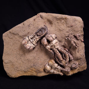 Crinoids