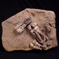 JIMBACRINUS BOSTOCKI CRINOID FOSSIL, Permian, Australia XJB043