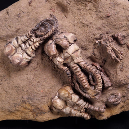 JIMBACRINUS BOSTOCKI CRINOID FOSSIL, Permian, Australia XJB043