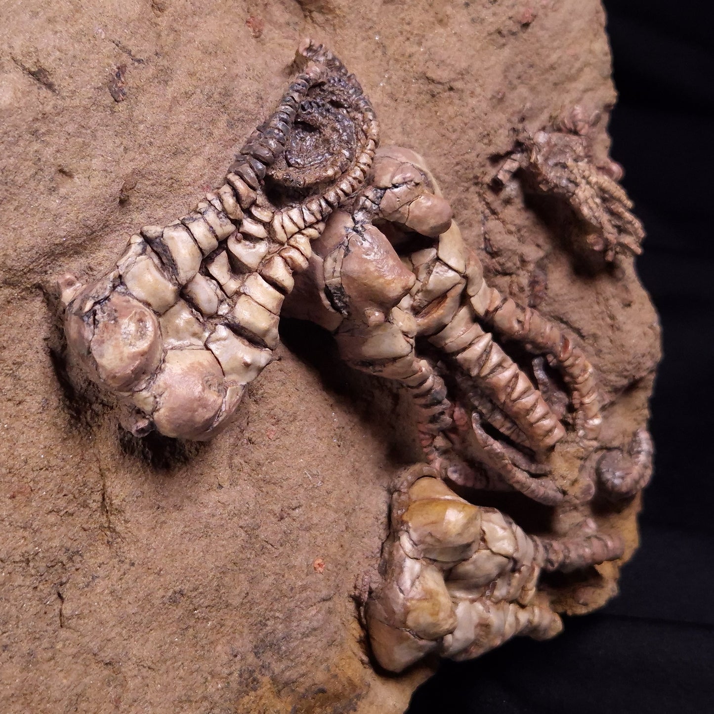 JIMBACRINUS BOSTOCKI CRINOID FOSSIL, Permian, Australia XJB043
