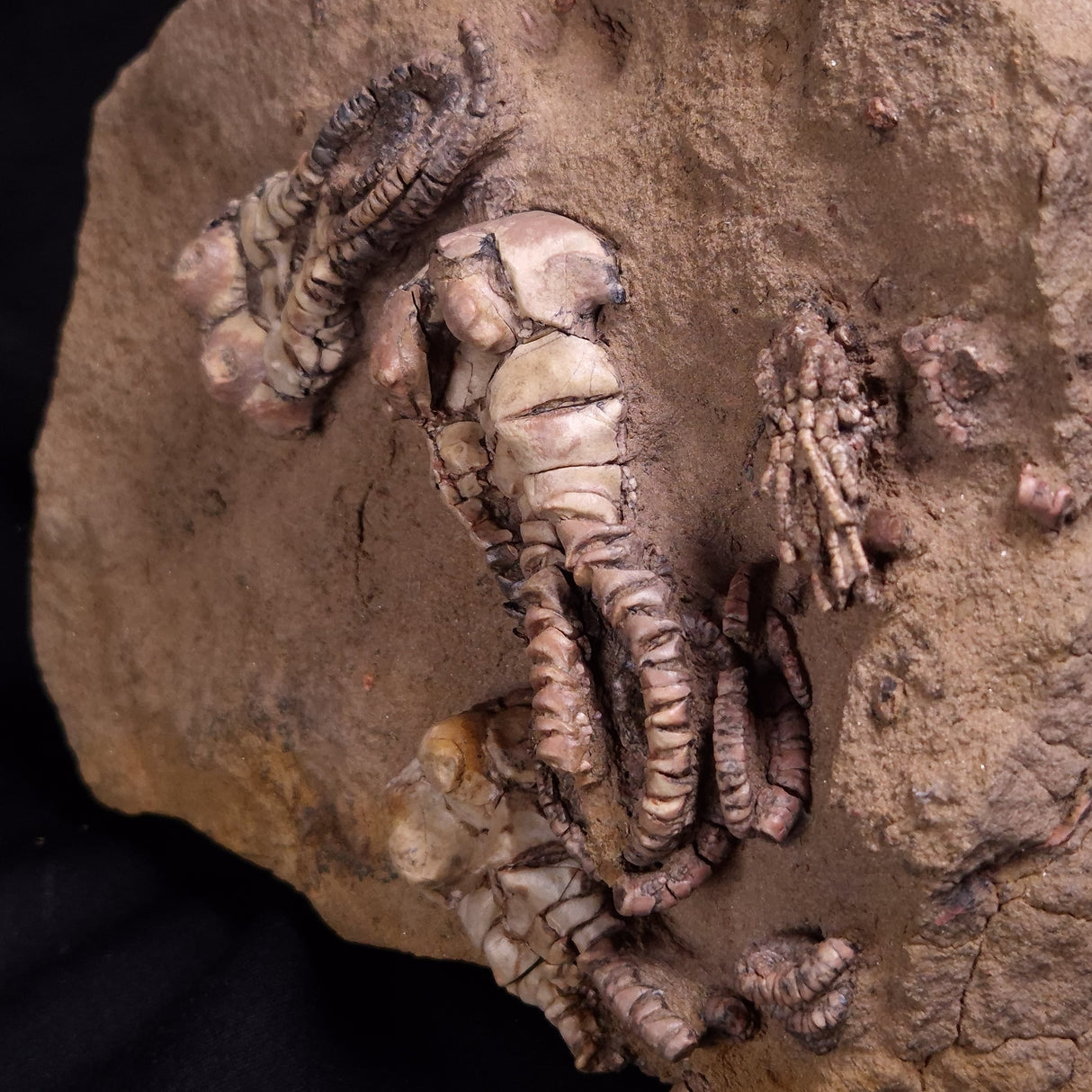 JIMBACRINUS BOSTOCKI CRINOID FOSSIL, Permian, Australia XJB043