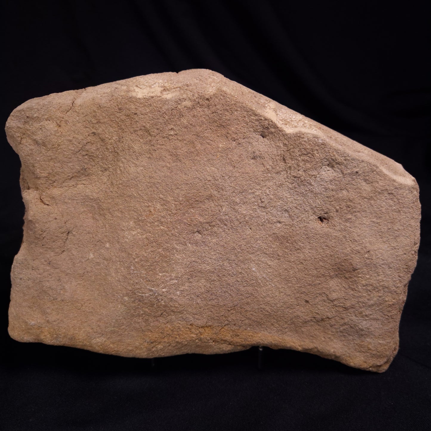 JIMBACRINUS BOSTOCKI CRINOID FOSSIL, Permian, Australia XJB043