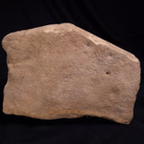 JIMBACRINUS BOSTOCKI CRINOID FOSSIL, Permian, Australia XJB043