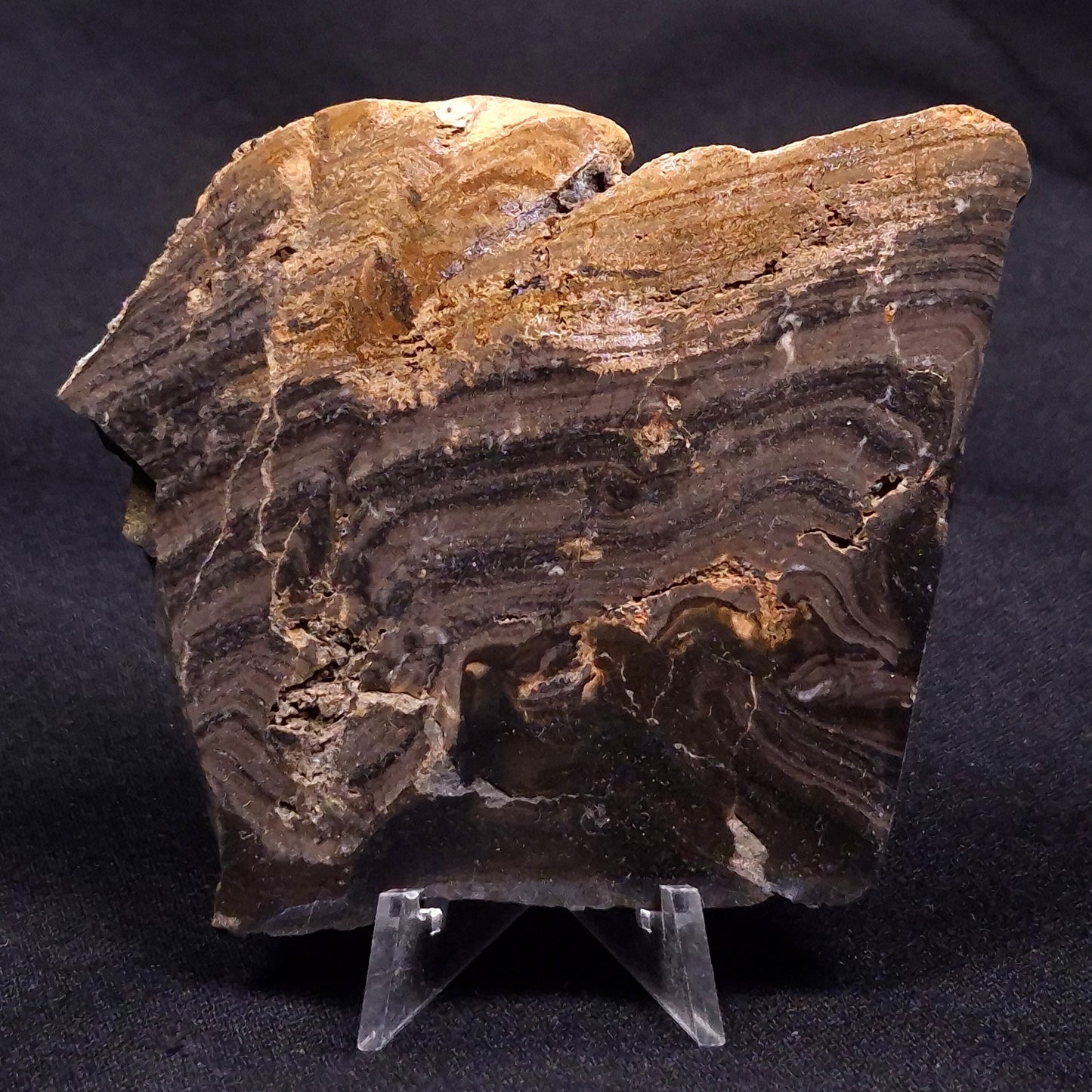 HORSE TOOTH STROMATOLITE, Devonian, Scotland ZHT018
