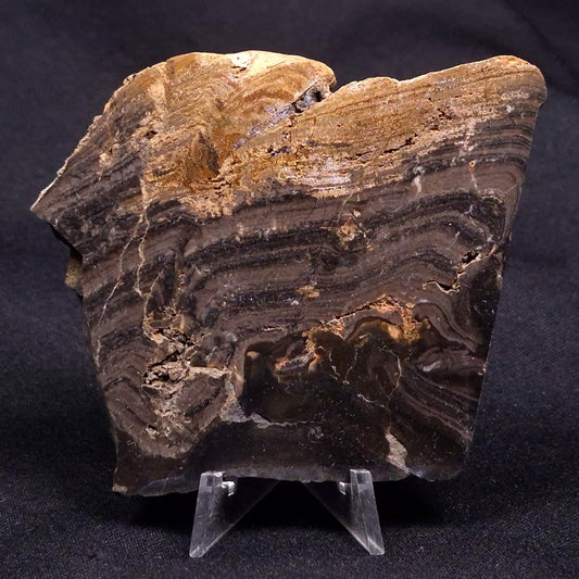 HORSE TOOTH STROMATOLITE, Devonian, Scotland ZHT018