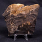 HORSE TOOTH STROMATOLITE, Devonian, Scotland ZHT018