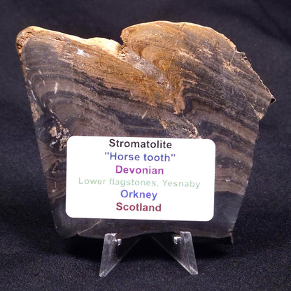 HORSE TOOTH STROMATOLITE, Devonian, Scotland ZHT018