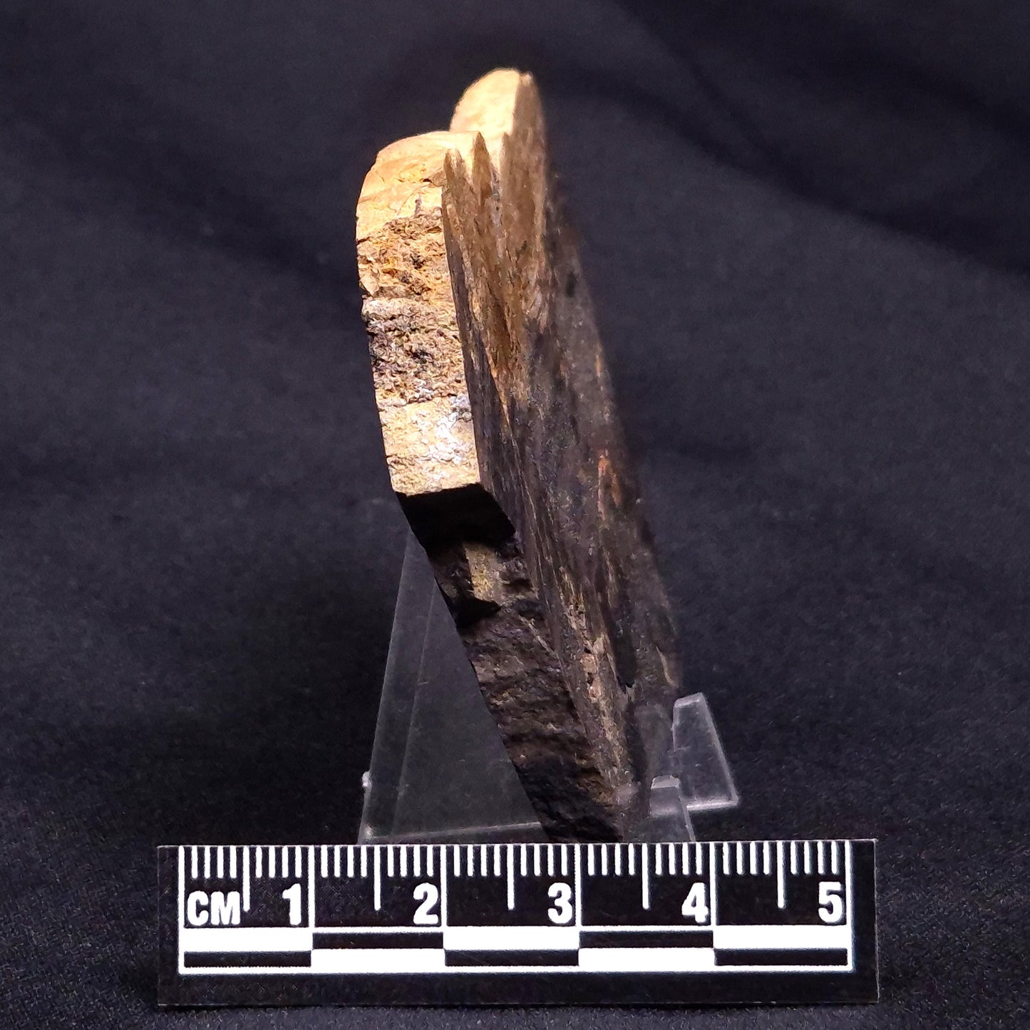 HORSE TOOTH STROMATOLITE, Devonian, Scotland ZHT018