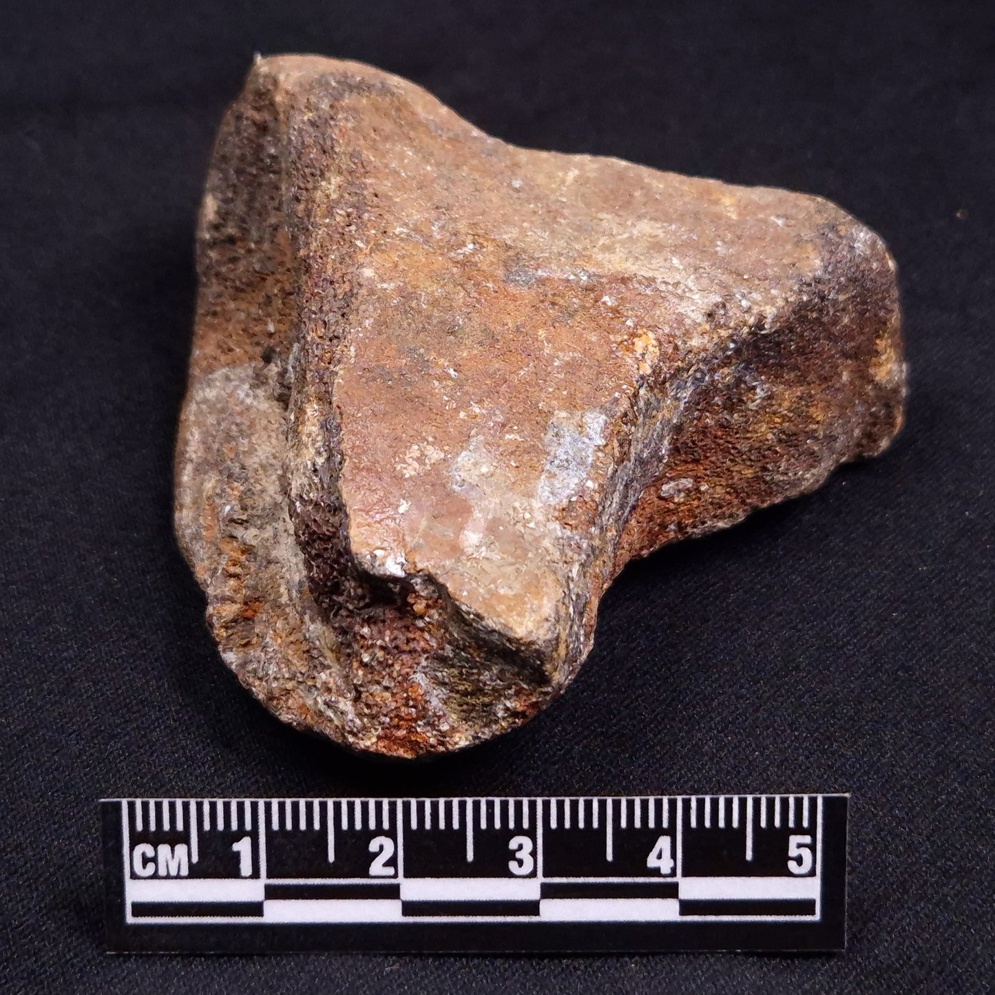 WOOLLY MAMMOTH BONE, Late Pleistocene, North Sea XMB001