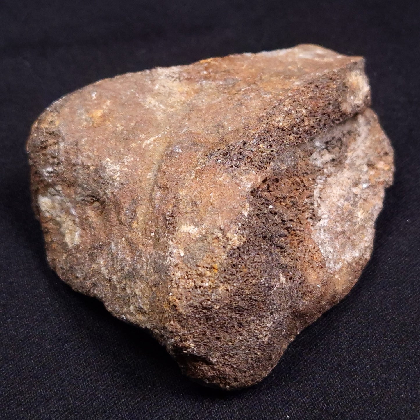 WOOLLY MAMMOTH BONE, Late Pleistocene, North Sea XMB001