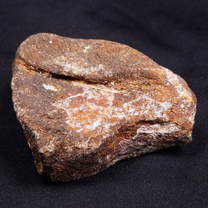 WOOLLY MAMMOTH BONE, Late Pleistocene, North Sea XMB001