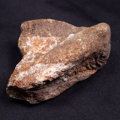 WOOLLY MAMMOTH BONE, Late Pleistocene, North Sea XMB001