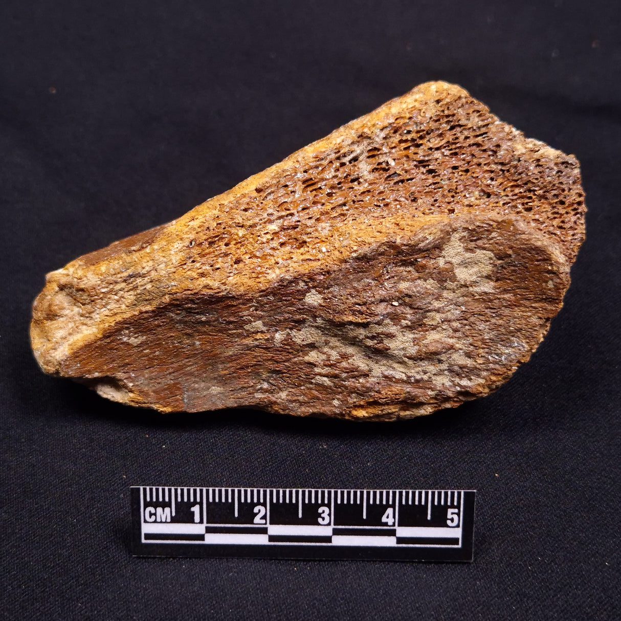 WOOLLY MAMMOTH BONE, Late Pleistocene, North Sea XMB002