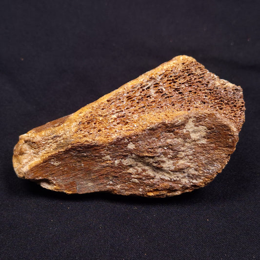 WOOLLY MAMMOTH BONE, Late Pleistocene, North Sea XMB002