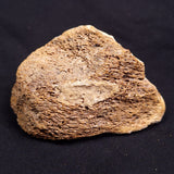 WOOLLY MAMMOTH BONE, Late Pleistocene, North Sea XMB002
