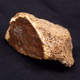 WOOLLY MAMMOTH BONE, Late Pleistocene, North Sea XMB002