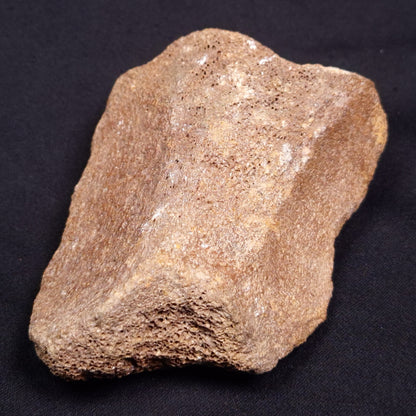 WOOLLY MAMMOTH BONE, Late Pleistocene, North Sea XMB003