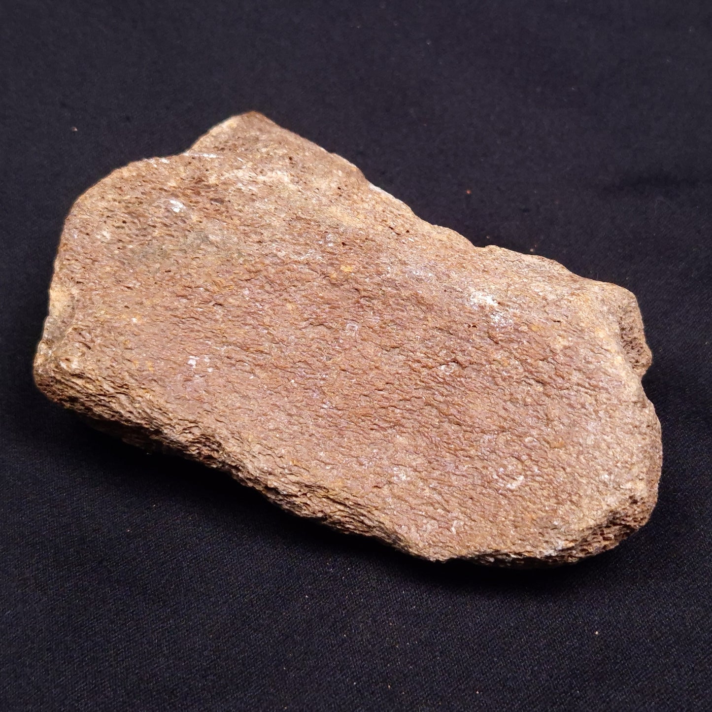 WOOLLY MAMMOTH BONE, Late Pleistocene, North Sea XMB003