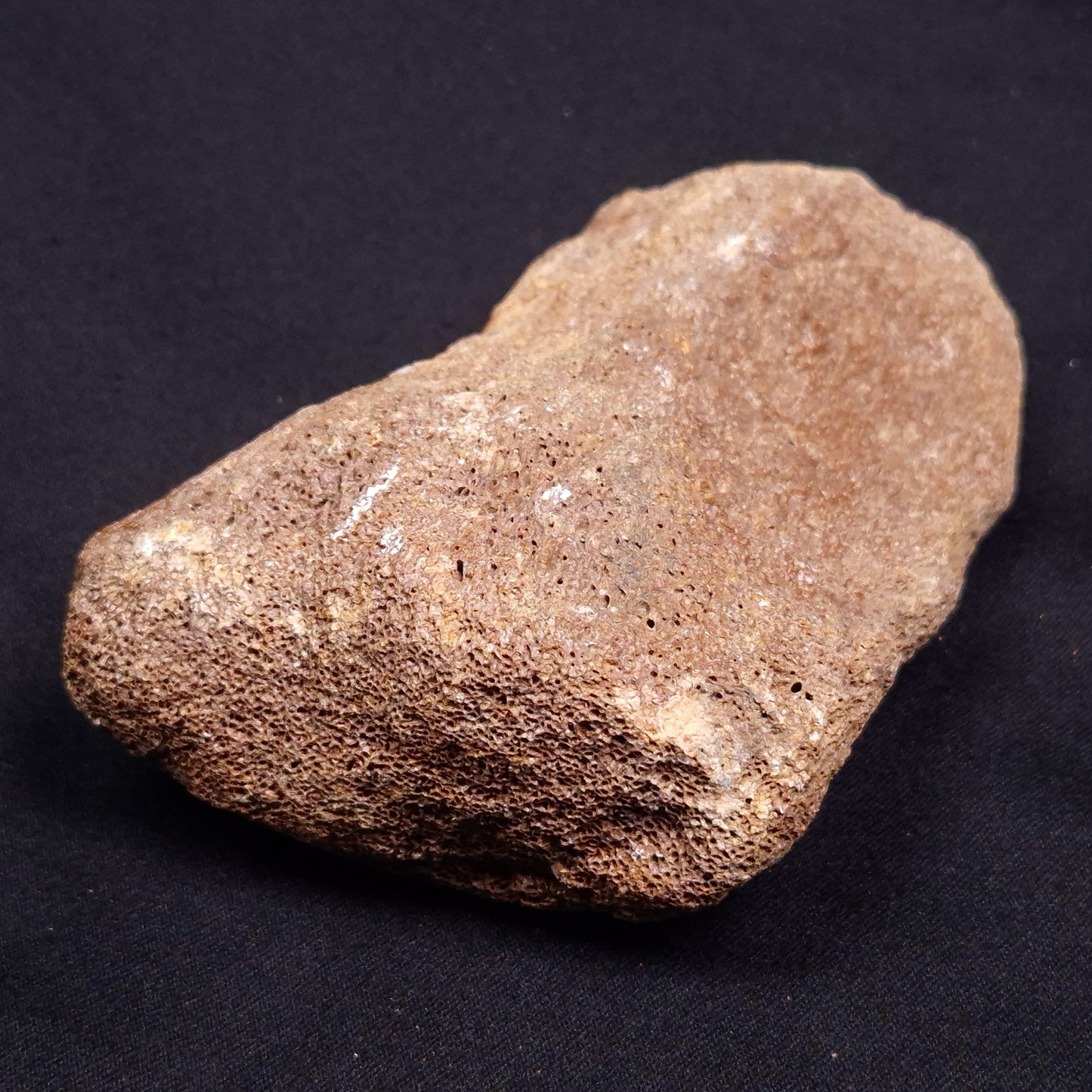 WOOLLY MAMMOTH BONE, Late Pleistocene, North Sea XMB003