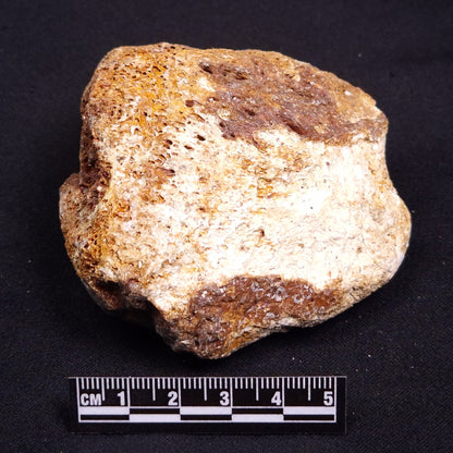 WOOLLY MAMMOTH BONE, Late Pleistocene, North Sea XMB004