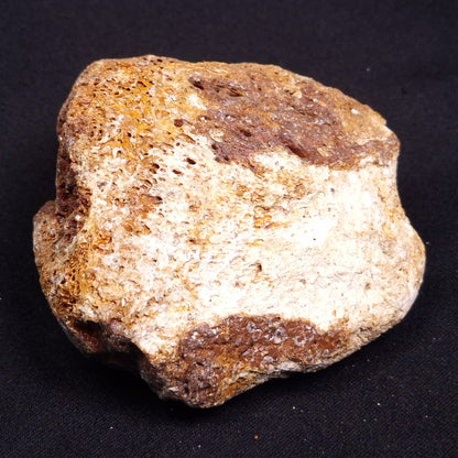 WOOLLY MAMMOTH BONE, Late Pleistocene, North Sea XMB004