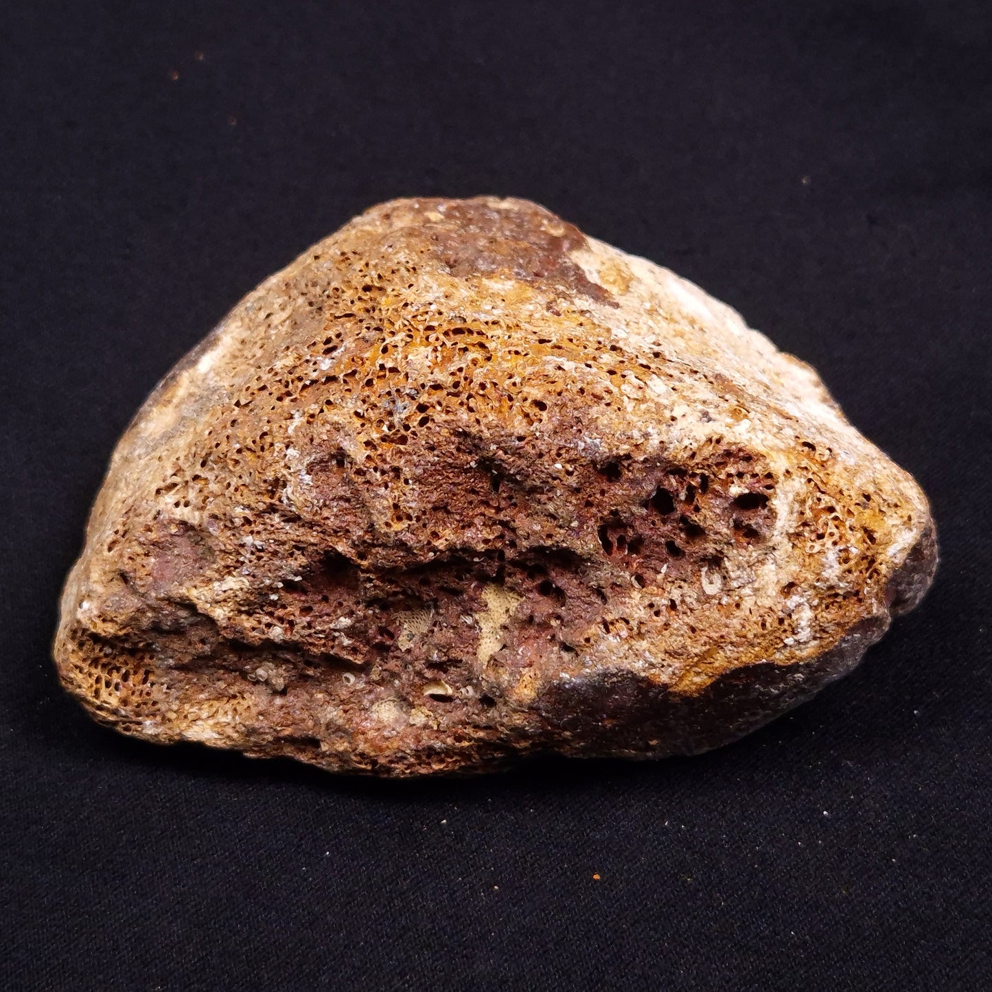 WOOLLY MAMMOTH BONE, Late Pleistocene, North Sea XMB004