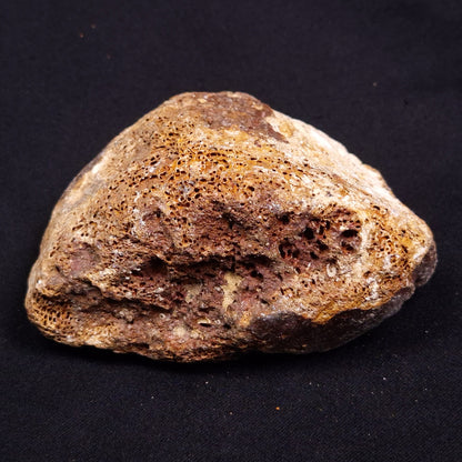 WOOLLY MAMMOTH BONE, Late Pleistocene, North Sea XMB004