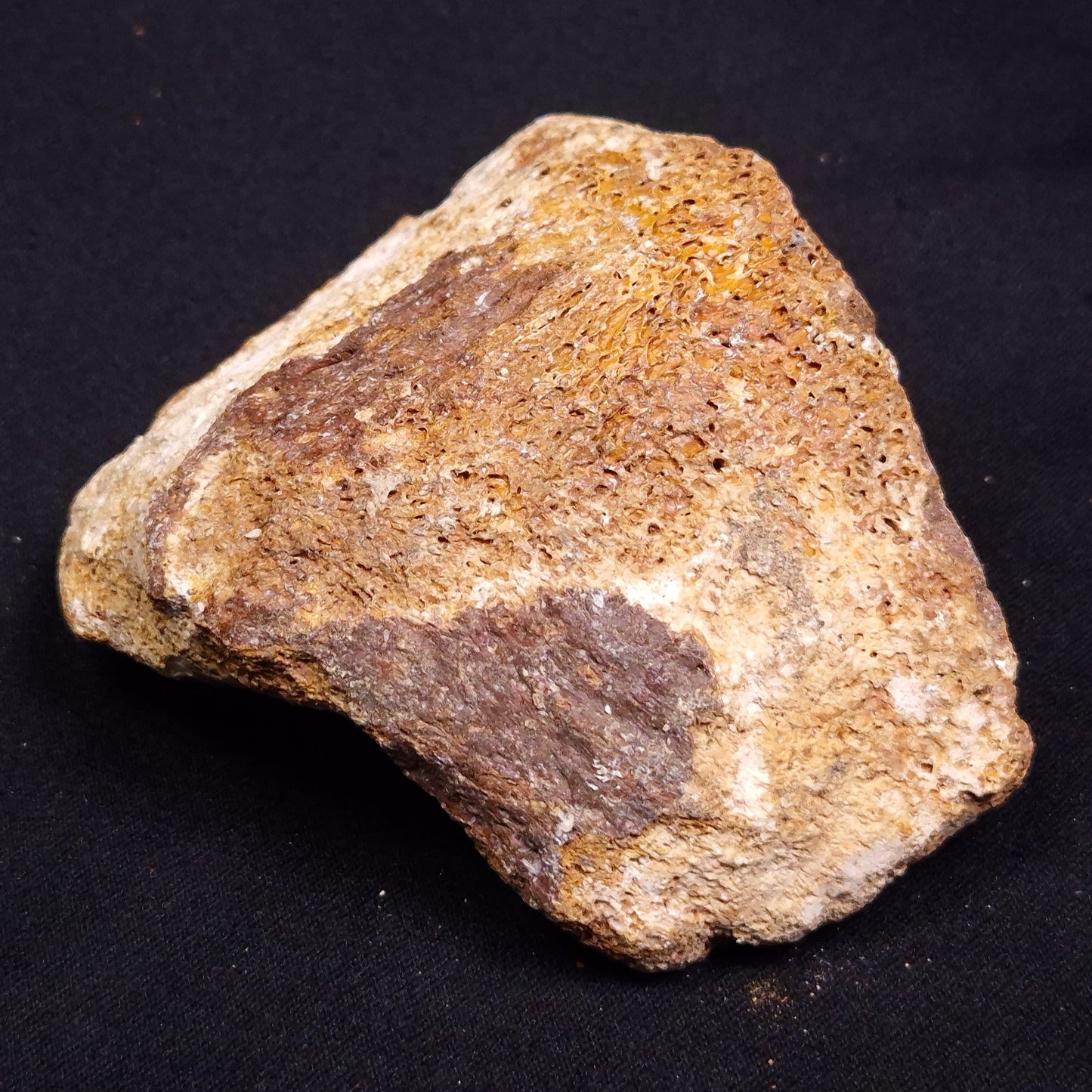 WOOLLY MAMMOTH BONE, Late Pleistocene, North Sea XMB004