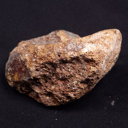 WOOLLY MAMMOTH BONE, Late Pleistocene, North Sea XMB004