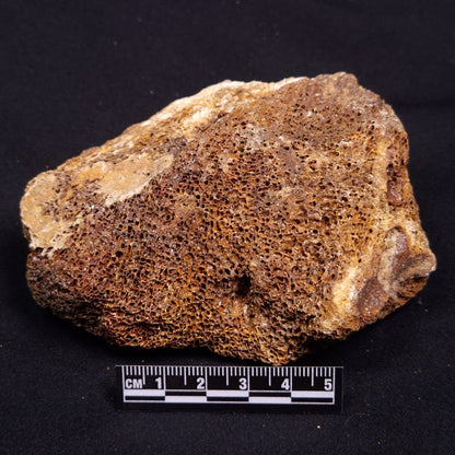 WOOLLY MAMMOTH BONE, Late Pleistocene, North Sea XMB005