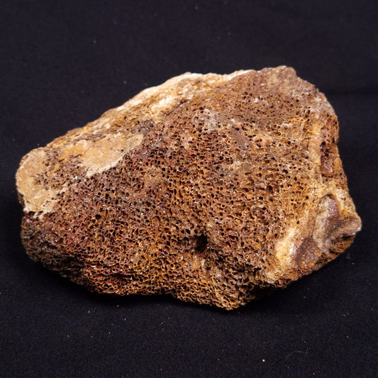 WOOLLY MAMMOTH BONE, Late Pleistocene, North Sea XMB005