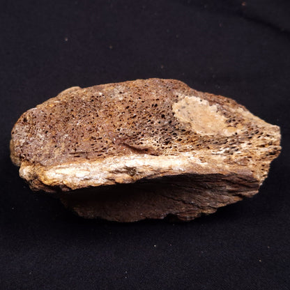 WOOLLY MAMMOTH BONE, Late Pleistocene, North Sea XMB005