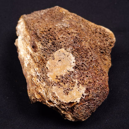 WOOLLY MAMMOTH BONE, Late Pleistocene, North Sea XMB005