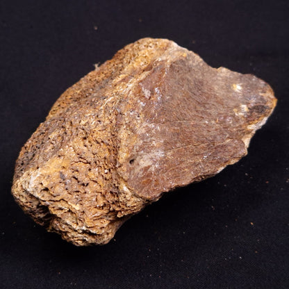 WOOLLY MAMMOTH BONE, Late Pleistocene, North Sea XMB005