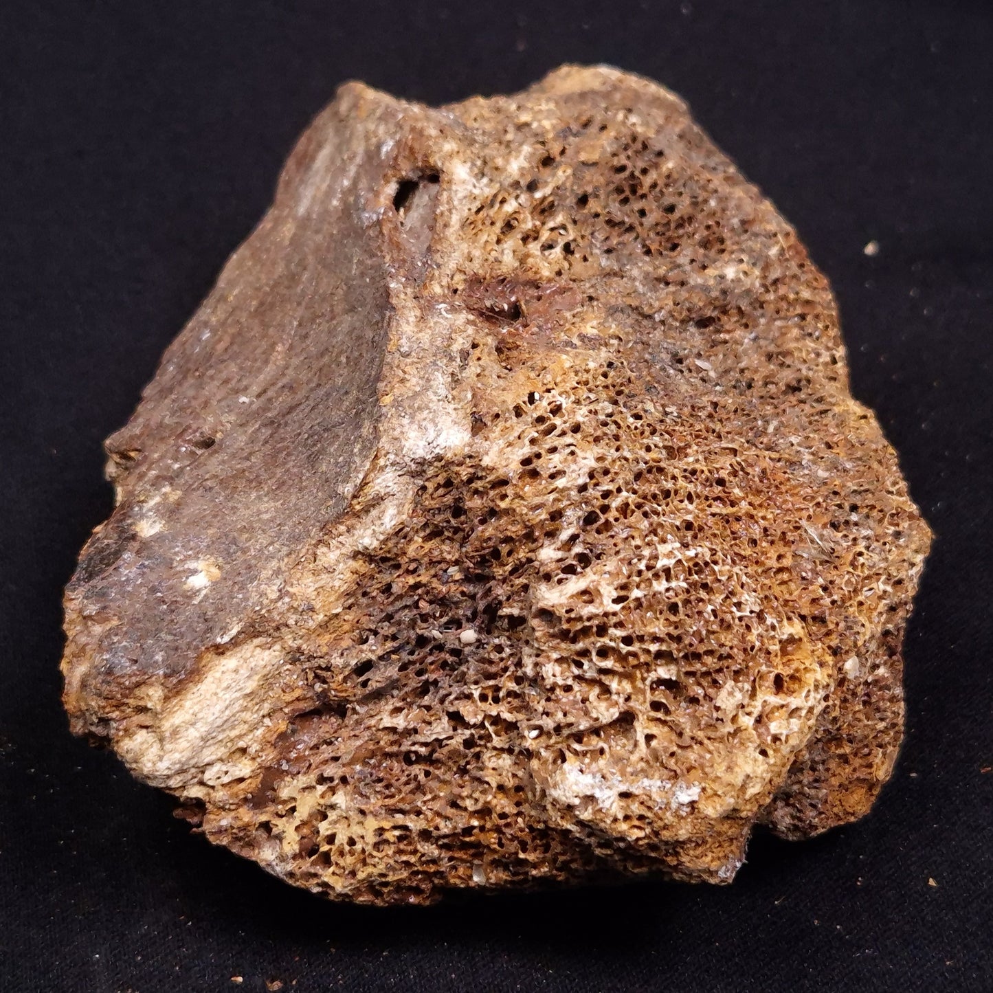 WOOLLY MAMMOTH BONE, Late Pleistocene, North Sea XMB005