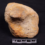 WOOLLY MAMMOTH BONE, Late Pleistocene, North Sea XMB006