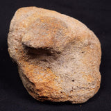 WOOLLY MAMMOTH BONE, Late Pleistocene, North Sea XMB006