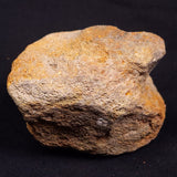 WOOLLY MAMMOTH BONE, Late Pleistocene, North Sea XMB006