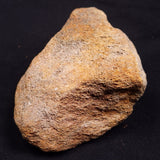 WOOLLY MAMMOTH BONE, Late Pleistocene, North Sea XMB006