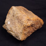 WOOLLY MAMMOTH BONE, Late Pleistocene, North Sea XMB006