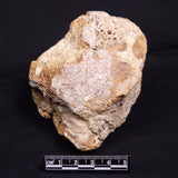 WOOLLY MAMMOTH BONE, Late Pleistocene, North Sea XMB007