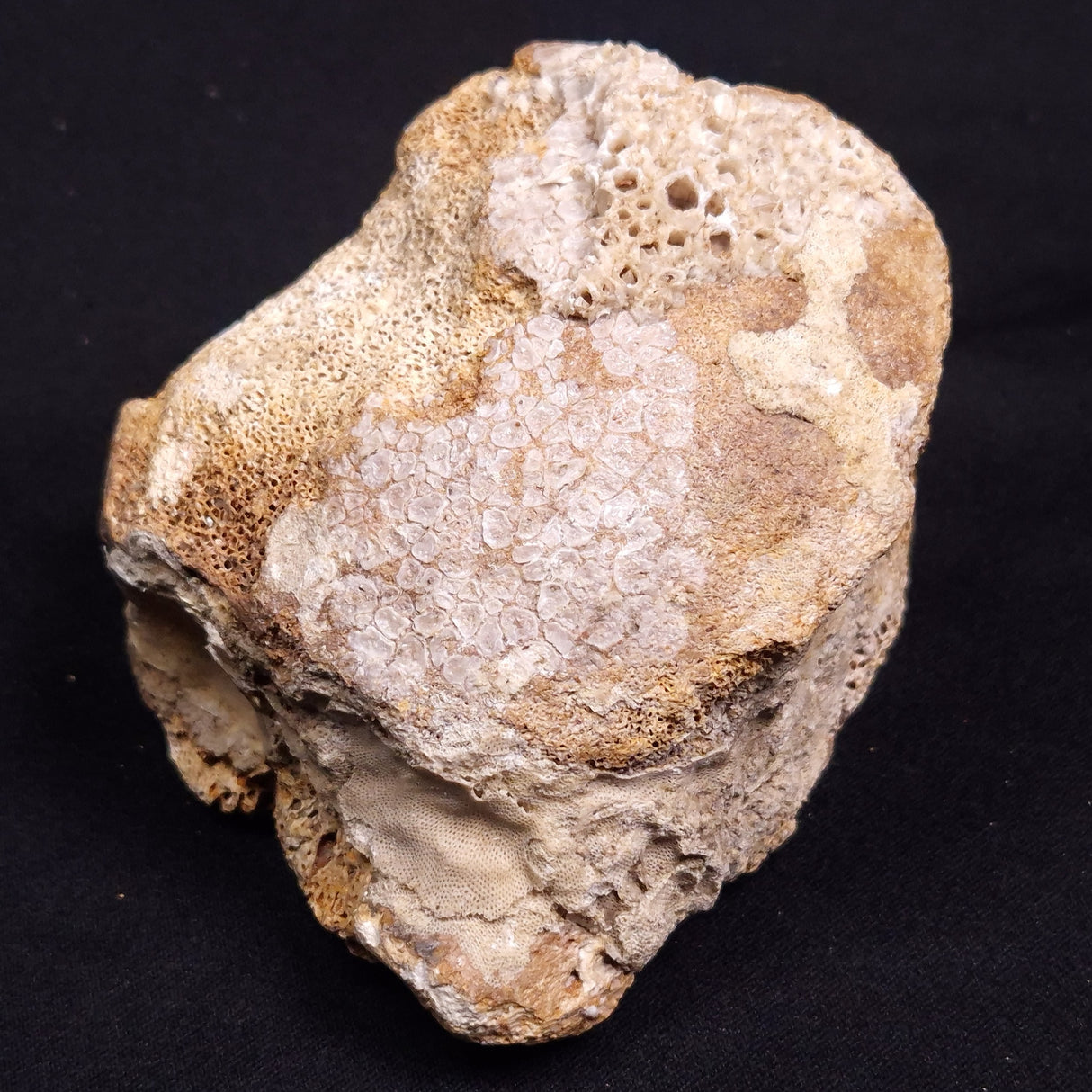 WOOLLY MAMMOTH BONE, Late Pleistocene, North Sea XMB007