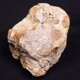 WOOLLY MAMMOTH BONE, Late Pleistocene, North Sea XMB007