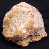 WOOLLY MAMMOTH BONE, Late Pleistocene, North Sea XMB007