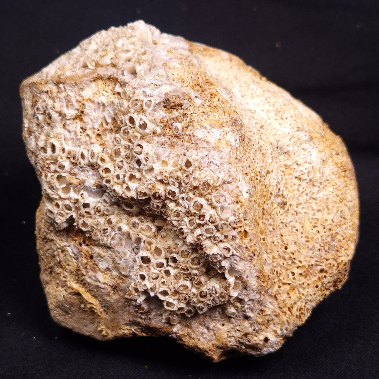 WOOLLY MAMMOTH BONE, Late Pleistocene, North Sea XMB007