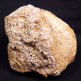 WOOLLY MAMMOTH BONE, Late Pleistocene, North Sea XMB007