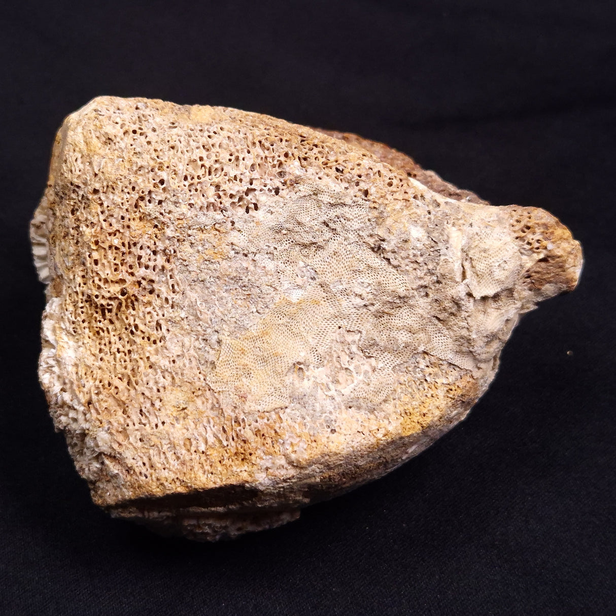WOOLLY MAMMOTH BONE, Late Pleistocene, North Sea XMB007