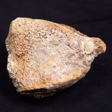 WOOLLY MAMMOTH BONE, Late Pleistocene, North Sea XMB007