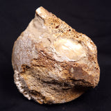 WOOLLY MAMMOTH BONE, Late Pleistocene, North Sea XMB007