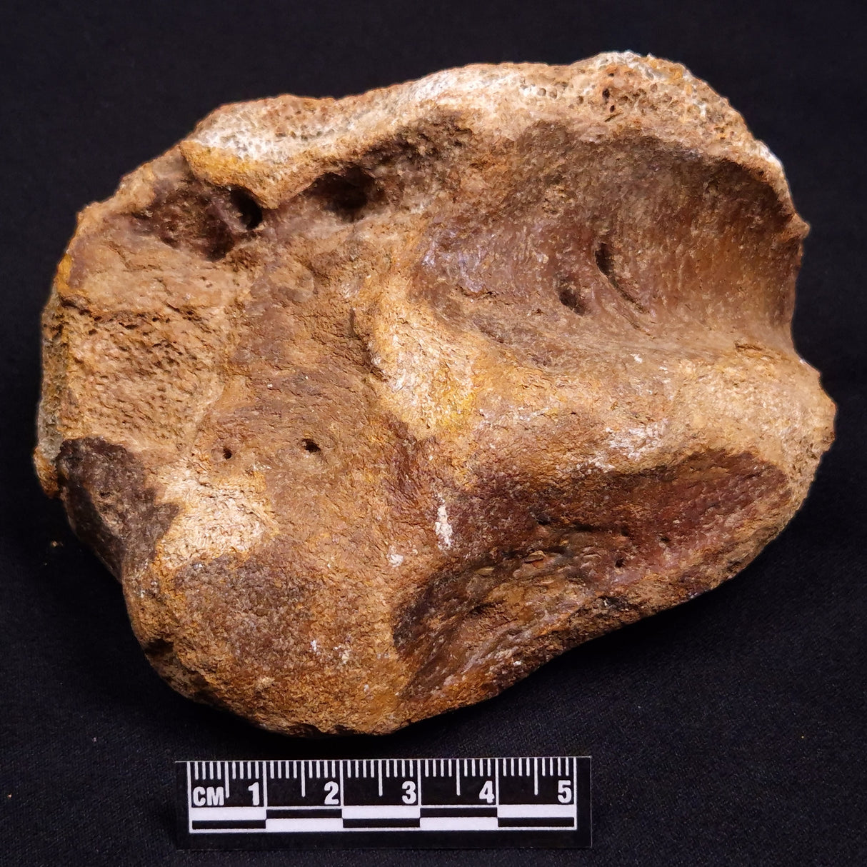 WOOLLY MAMMOTH BONE, Late Pleistocene, North Sea XMB008